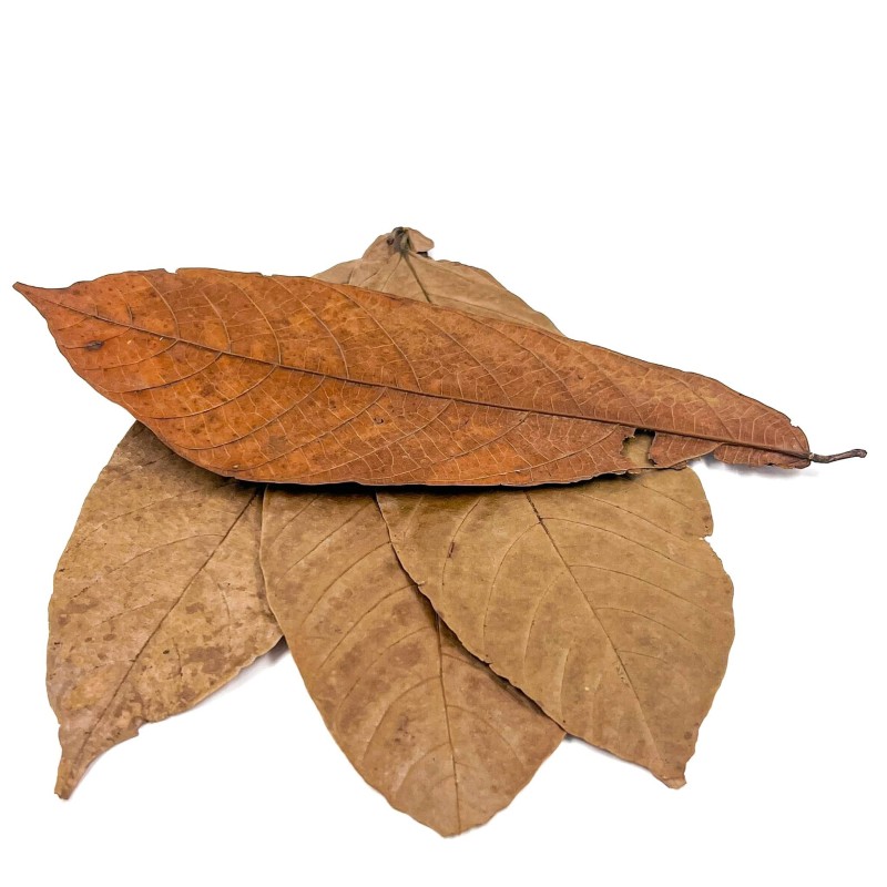 Leaves Of The Cocoa Plant For Aquariums And Terrariums