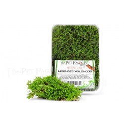 Live forest moss