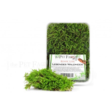 Live forest moss