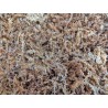 Chilean soft sphagnum moss 50 g