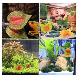 Foglie per acquario e terrari