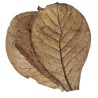 Sea almond leaves