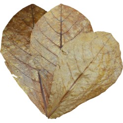 Sea almond leaves