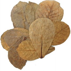 Sea almond leaves