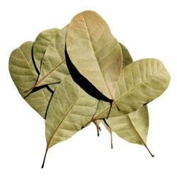 Cashew leaves, Anacardium Occidentale