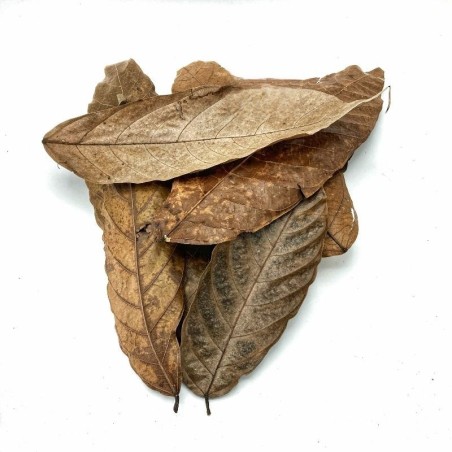 Cacao leaves, Theobroma cacao