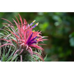 Air plants - Tillandsia