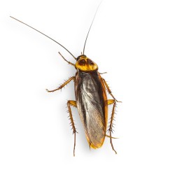 Cockroach lateralis micro 1-8mm