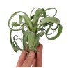 Tillandsia curly slim