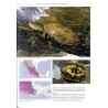 Reptiles of Oaxaca: Turtles, crocodiles, lizards and snakes of Mexico's most biodiverse state