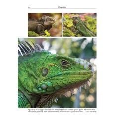 Reptiles of the Lesser Antilles