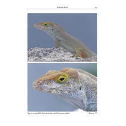 Reptiles of the Lesser Antilles