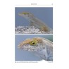 Reptiles of the Lesser Antilles