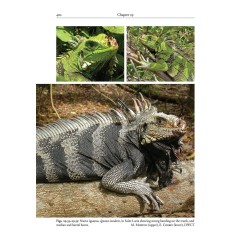 Reptiles of the Lesser Antilles