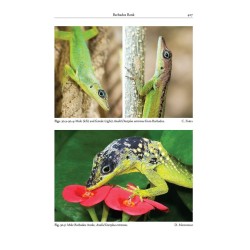 Reptiles of the Lesser Antilles