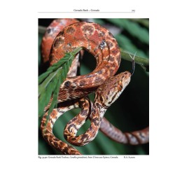 Reptiles of the Lesser Antilles