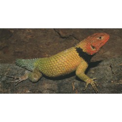 Herpetofauna Mexicana, Volume 2: Lizards of Mexico, Part 1: Iguanian Lizards