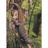 Herpetofauna Mexicana, Volume 2: Lizards of Mexico, Part 1: Iguanian Lizards