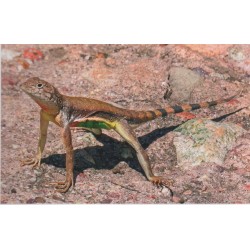 Herpetofauna Mexicana, Volume 2: Lizards of Mexico, Part 1: Iguanian Lizards