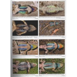 Herpetofauna Mexicana, Volume 2: Lizards of Mexico, Part 1: Iguanian Lizards