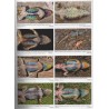 Herpetofauna Mexicana, Volume 2: Lizards of Mexico, Part 1: Iguanian Lizards