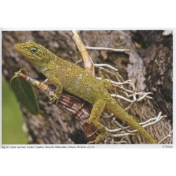 Herpetofauna Mexicana, Volume 2: Lizards of Mexico, Part 1: Iguanian Lizards