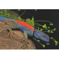 Herpetofauna Mexicana, Volume 2: Lizards of Mexico, Part 1: Iguanian Lizards