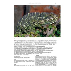 Chameleons of Africa – An Atlas including the chameleons of Europe, the Middle East and Asia