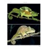 Chameleons of Africa – An Atlas including the chameleons of Europe, the Middle East and Asia