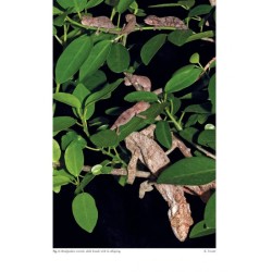 Chameleons of Africa – An Atlas including the chameleons of Europe, the Middle East and Asia
