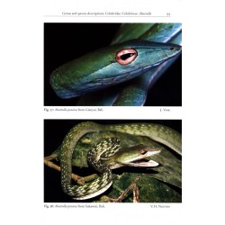 The Snakes of Java, Bali and Surrounding Islands