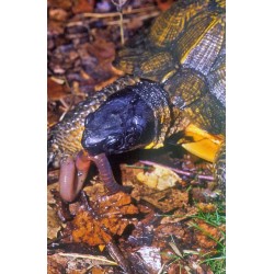 Spotted & Wood Turtles Ecology, Husbandry & Breeding (Clemmys guttata & Glyptemys insculpta)