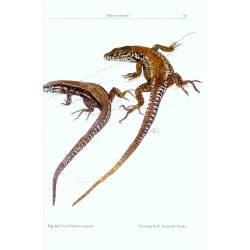 The Lizards of Italy and Adjacent Areas