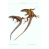 The Lizards of Italy and Adjacent Areas