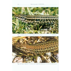 The Lizards of Italy and Adjacent Areas