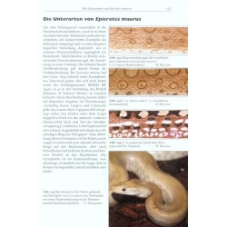 Rainbow Boas - Natural History & Captive Husbandry