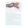 Rainbow Boas - Natural History & Captive Husbandry