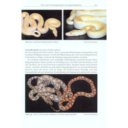 Rainbow Boas - Natural History & Captive Husbandry