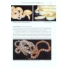 Rainbow Boas - Natural History & Captive Husbandry