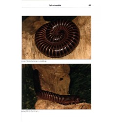 Professional Breeders Series: MILLIPEDES