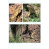 Girdled Lizards and their Relatives Natural History, Captive Care and Breeding