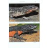 Girdled Lizards and their Relatives Natural History, Captive Care and Breeding