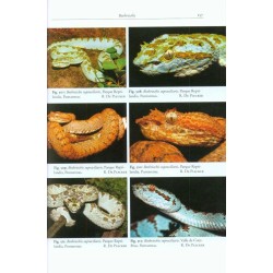 A Field Guide to the Snakes of Costa Rica