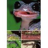 A Field Guide to the Amphibians and Reptiles of Madagascar