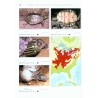 Turtles of the World, Volume 2: North America
