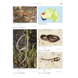 Terralog 10 Geckos of Australia / Geckos Australiens