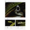 Venomous Snakes of Africa Terralog volume15