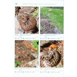 Venomous Snakes of Europe, Northern, Central and Western Asia / Giftschlangen Europas, Nord-, Zentral- und Westasiens