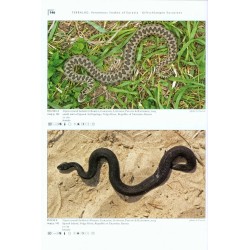 Venomous Snakes of Europe, Northern, Central and Western Asia / Giftschlangen Europas, Nord-, Zentral- und Westasiens