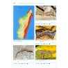 Geckos of Madagascar, the Seychelles, Comoros and Mascarene Islands Terralog 12